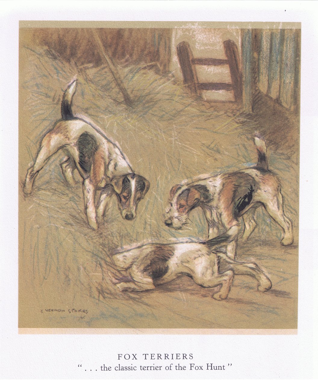 Fox Terriers (litografía en color) de George Vernon Stokes