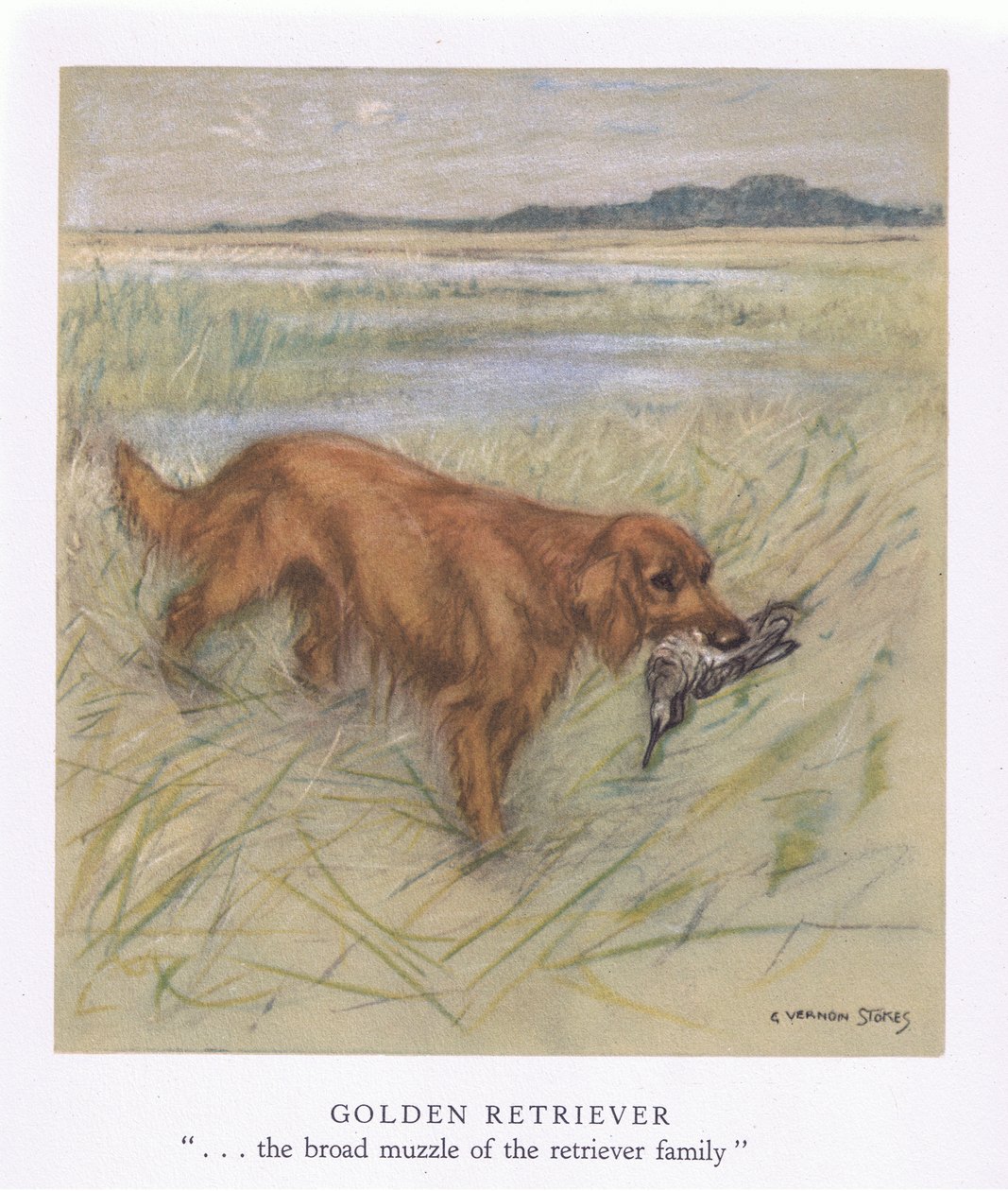 Golden Retriever (litografía en color) de George Vernon Stokes