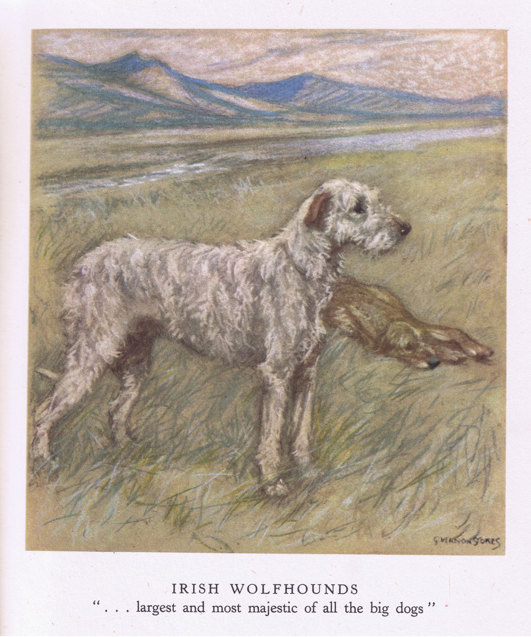 Irish Wolfhounds (litografía en color) de George Vernon Stokes