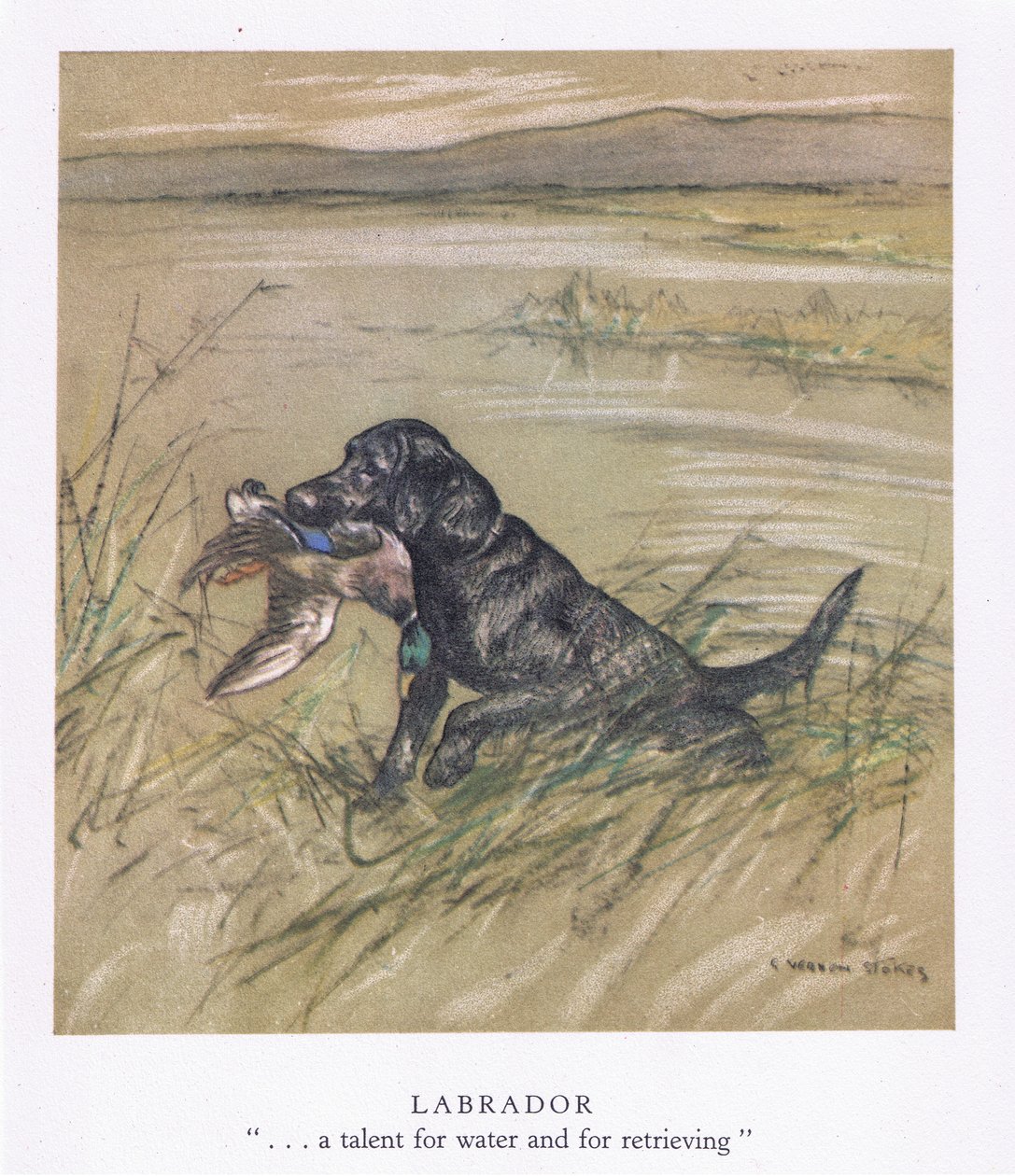 Labrador (litografía en color) de George Vernon Stokes