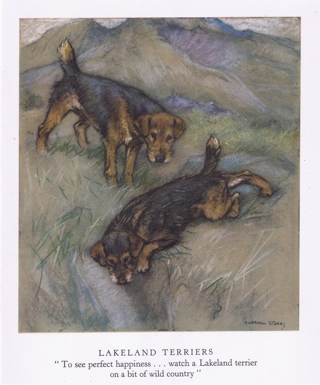 Lakeland Terriers (litografía en color) de George Vernon Stokes