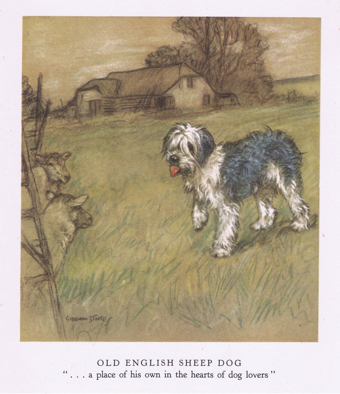 Old English Sheepdog (litografía en color) de George Vernon Stokes