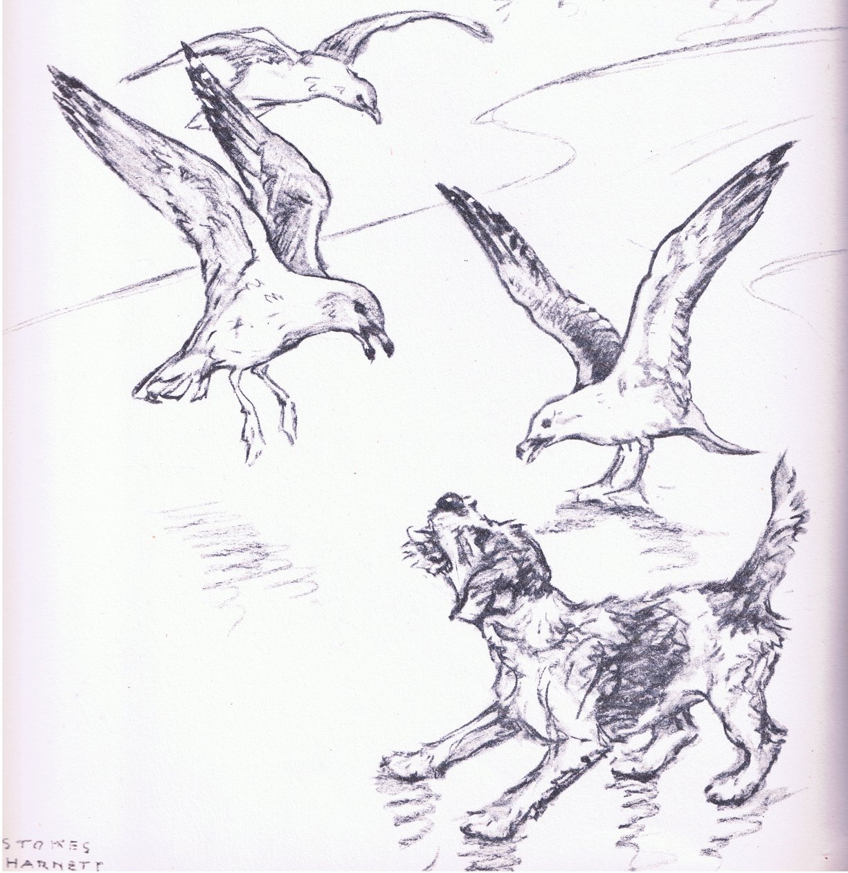 Rosie ahuyentando a las gaviotas, de Mudlarks publicado por Collins de George Vernon Stokes