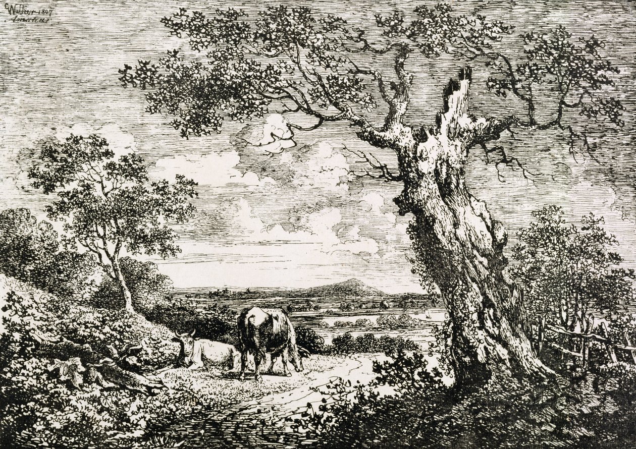 Dos vacas en un campo de George Walker