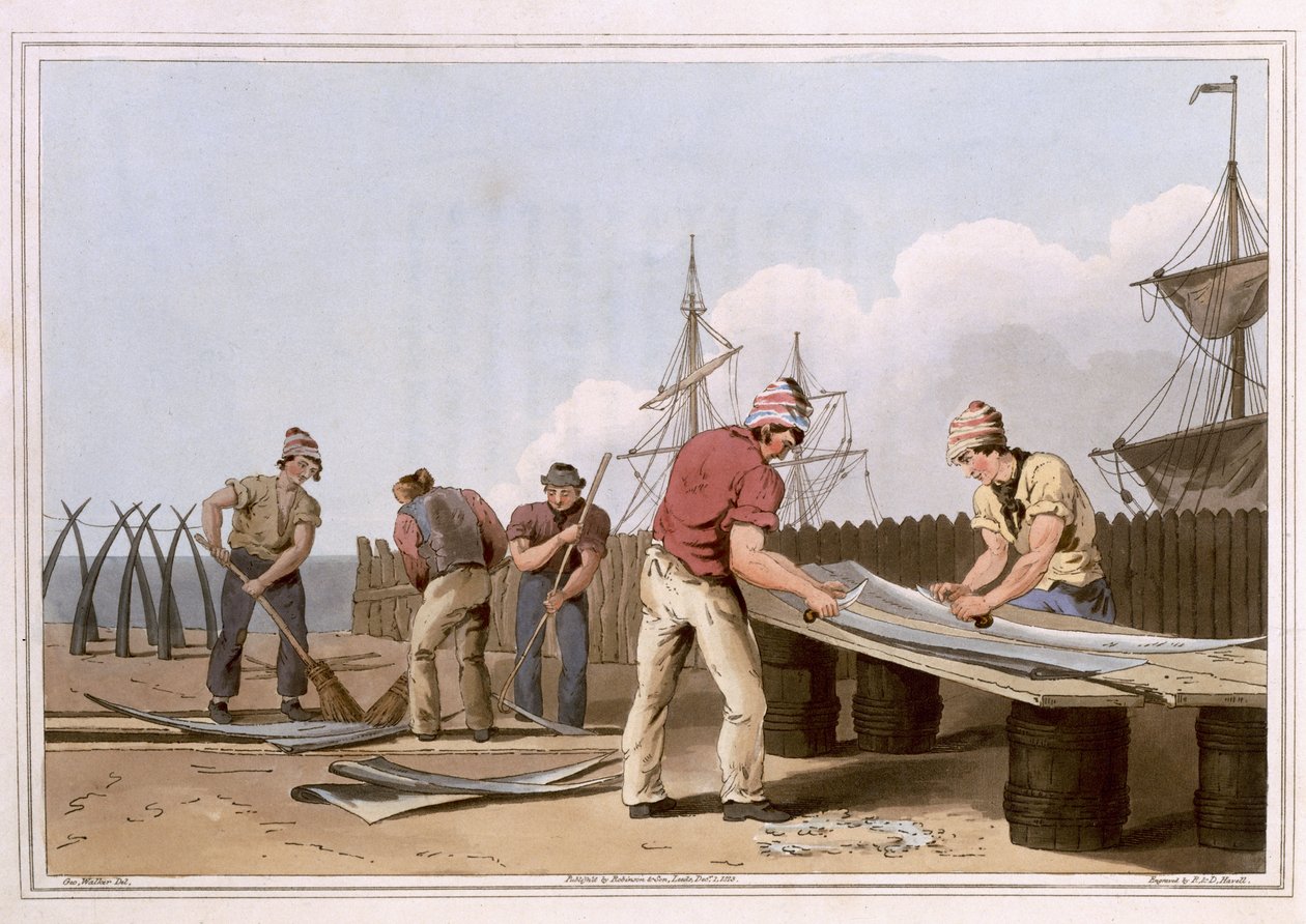 Raspadores de hueso de ballena, grabado por Robert Havell el Viejo, publicado en 1814 por Robinson y Son, Leeds de George Walker