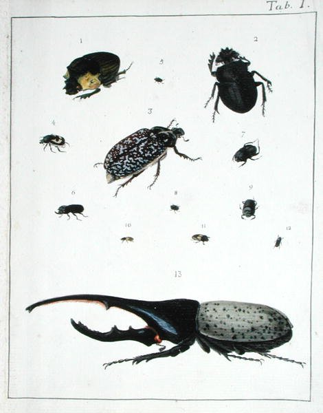 Varios escarabajos, lámina I de 