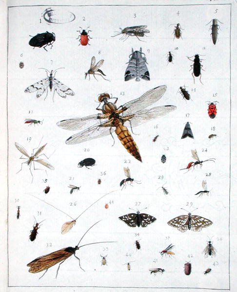 Varios insectos, lámina III de 