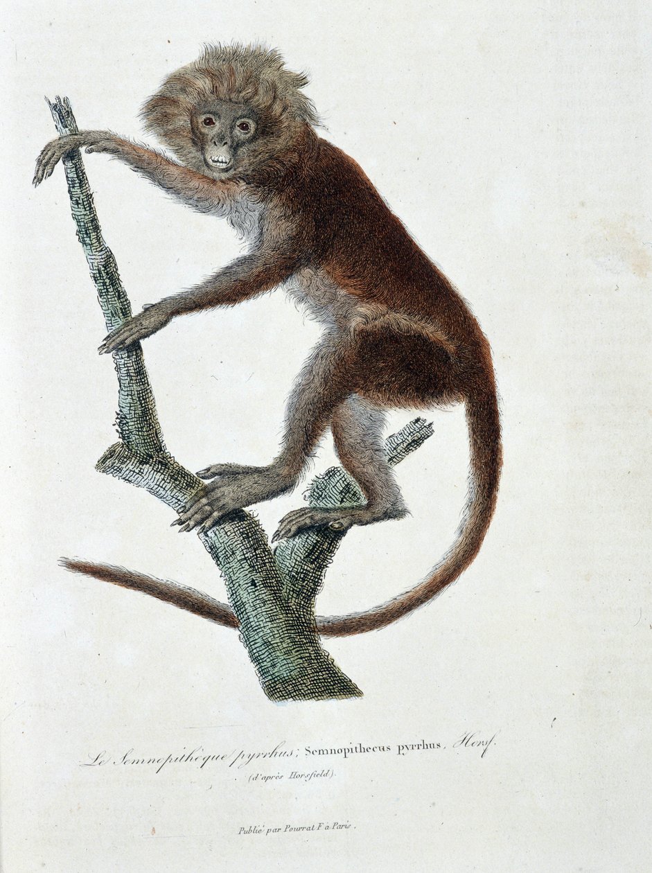 Placa de Historia Natural: Carta zoológica que representa Semnopitheque pyrrhus; Semnopithecus pyrrhus (de Horsfield) - en “Obras Completas de Buffon” por el naturalista Georges Louis Leclerc, Conde de Buffon (1707-1788). Grabado de 1837 de Georges Louis Leclerc