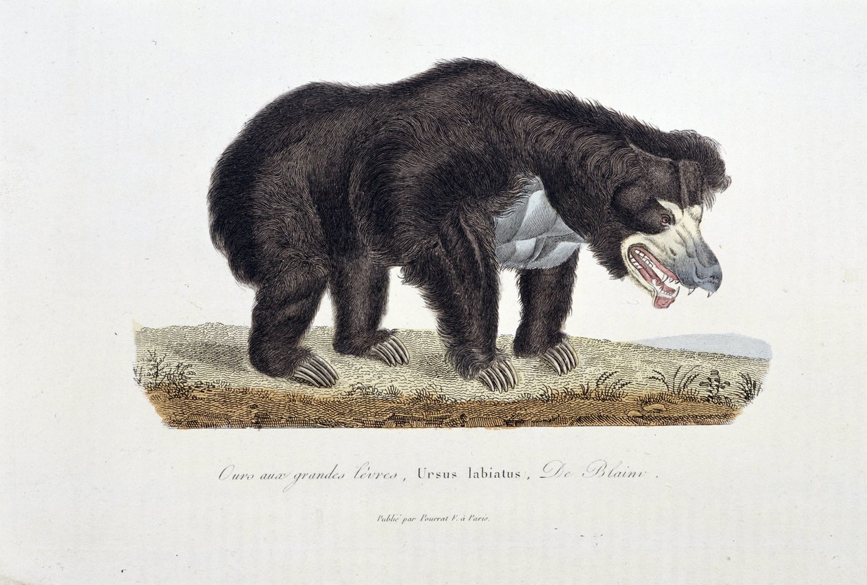 Placa de Historia Natural: Placa zoológica que representa al Oso con Grandes Labios, Ursus labiatus, De Blainville - en “Obras Completas de Buffon” del naturalista Georges Louis Leclerc, Conde de Buffon (1707 - 1788). Grabado de 1837 de Georges Louis Leclerc