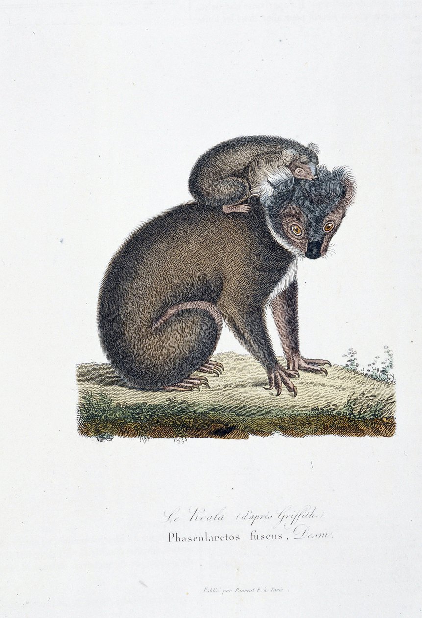 Placa de Historia Natural: Carta zoológica que representa Koala (según Griffith), Phascolarctos Fuscus - en “Obras Completas de Buffon” por el naturalista Georges Louis Leclerc, Conde de Buffon (1707-1788). Grabado de 1837 de Georges Louis Leclerc