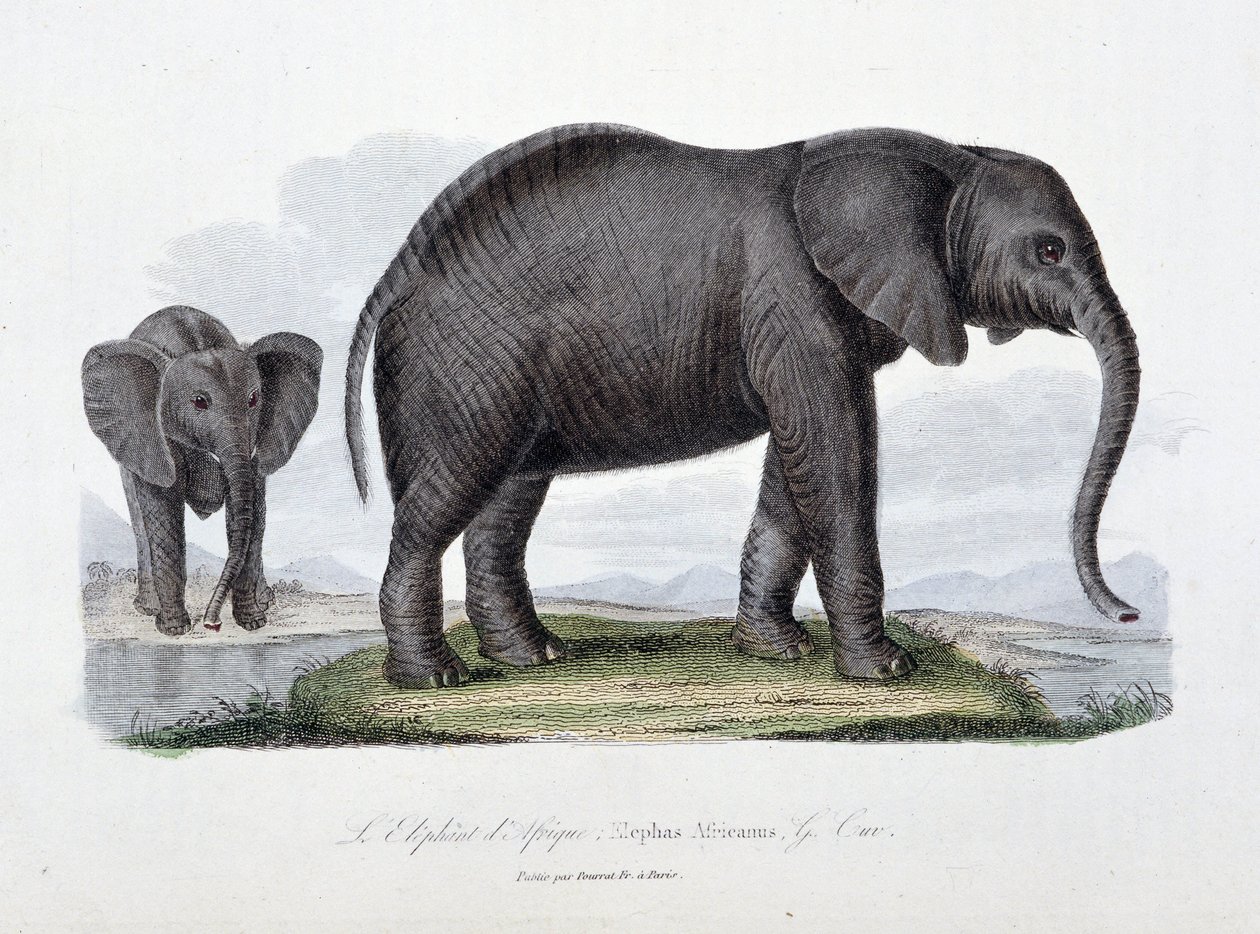 Placa de Historia Natural: Placa zoológica que representa al elefante africano; Elephas Africanus - en “Obras Completas de Buffon” del naturalista Georges Louis Leclerc, Conde de Buffon (1707 - 1788). Grabado de 1837 de Georges Louis Leclerc