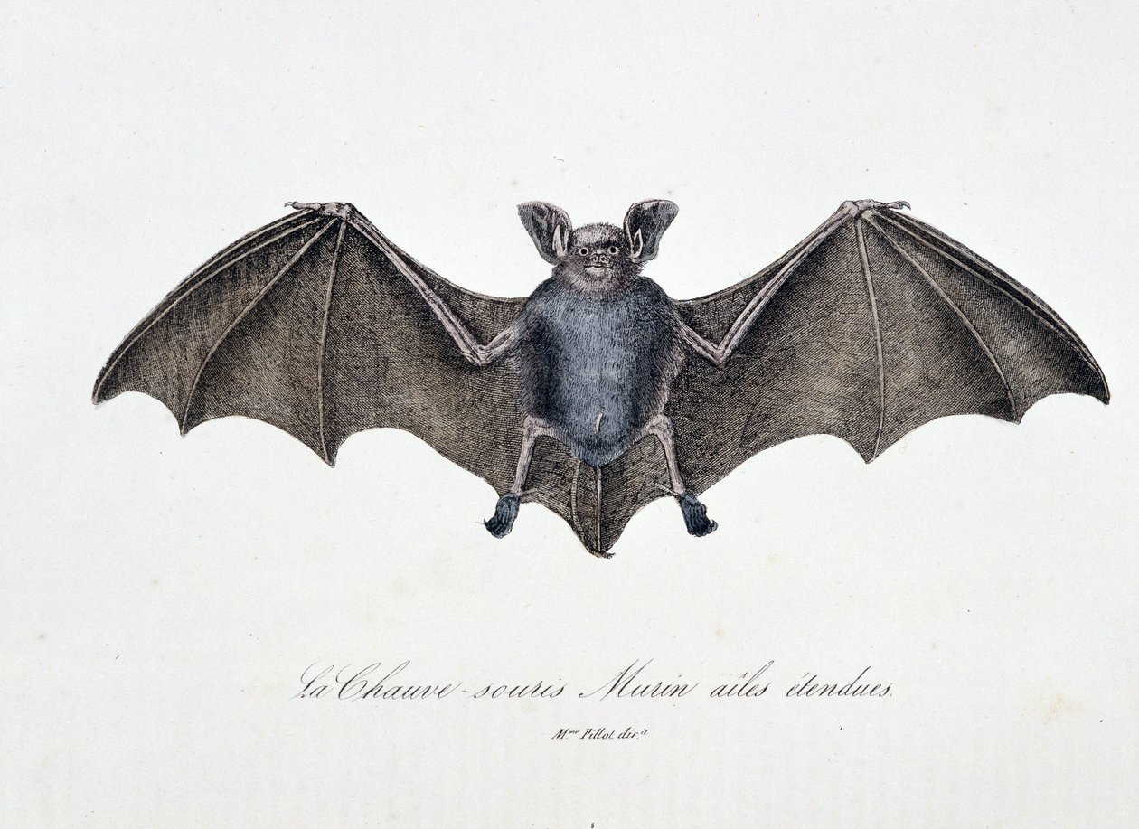 Placa de Historia Natural: Tabla zoológica que representa al Murciélago Murin con alas extendidas - en "Obras completas de Buffon" del naturalista Georges Louis Leclerc, Conde de Buffon (1707 - 1788). Grabado de 1837. de Georges Louis Leclerc