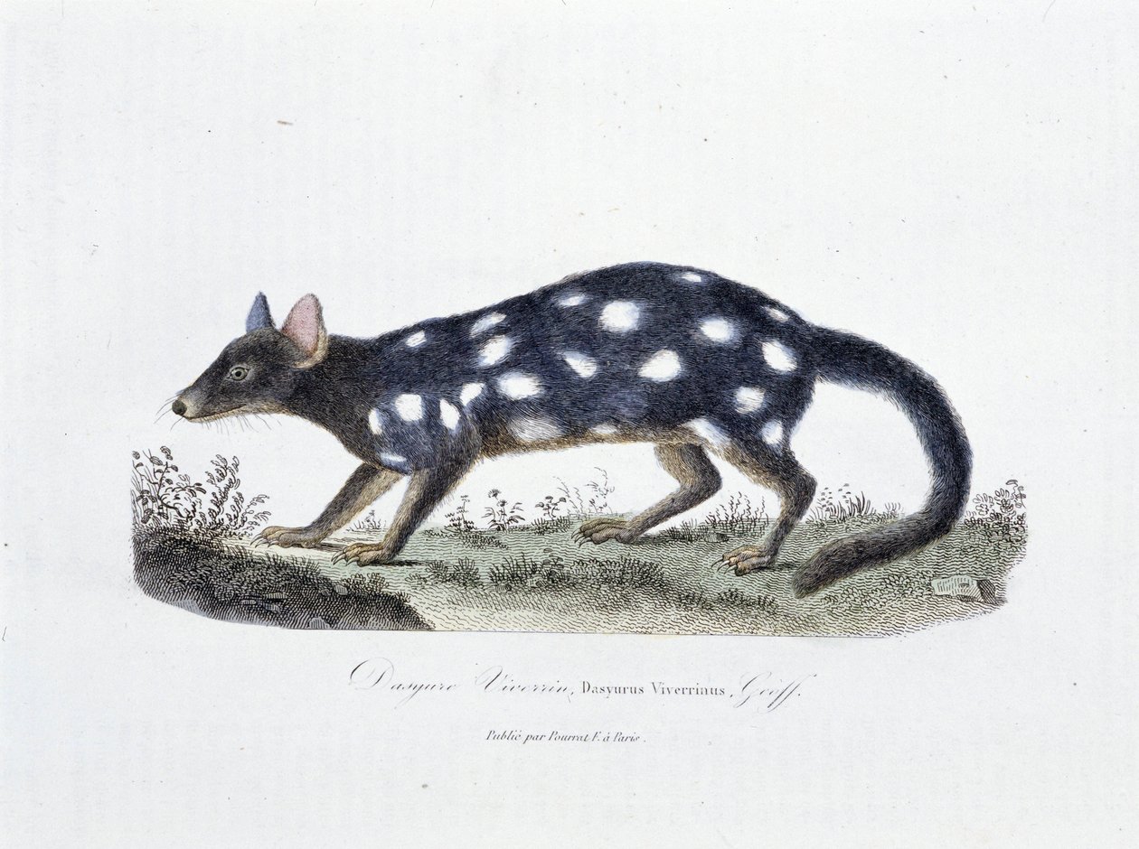 Placa de Historia Natural: Tabla zoológica que representa al Dasyure Viverrin, Dasyurus Viverrinus - en "Obras Completas de Buffon" del naturalista Georges Louis Leclerc, Conde de Buffon (1707 - 1788). Grabado de 1837. de Georges Louis Leclerc