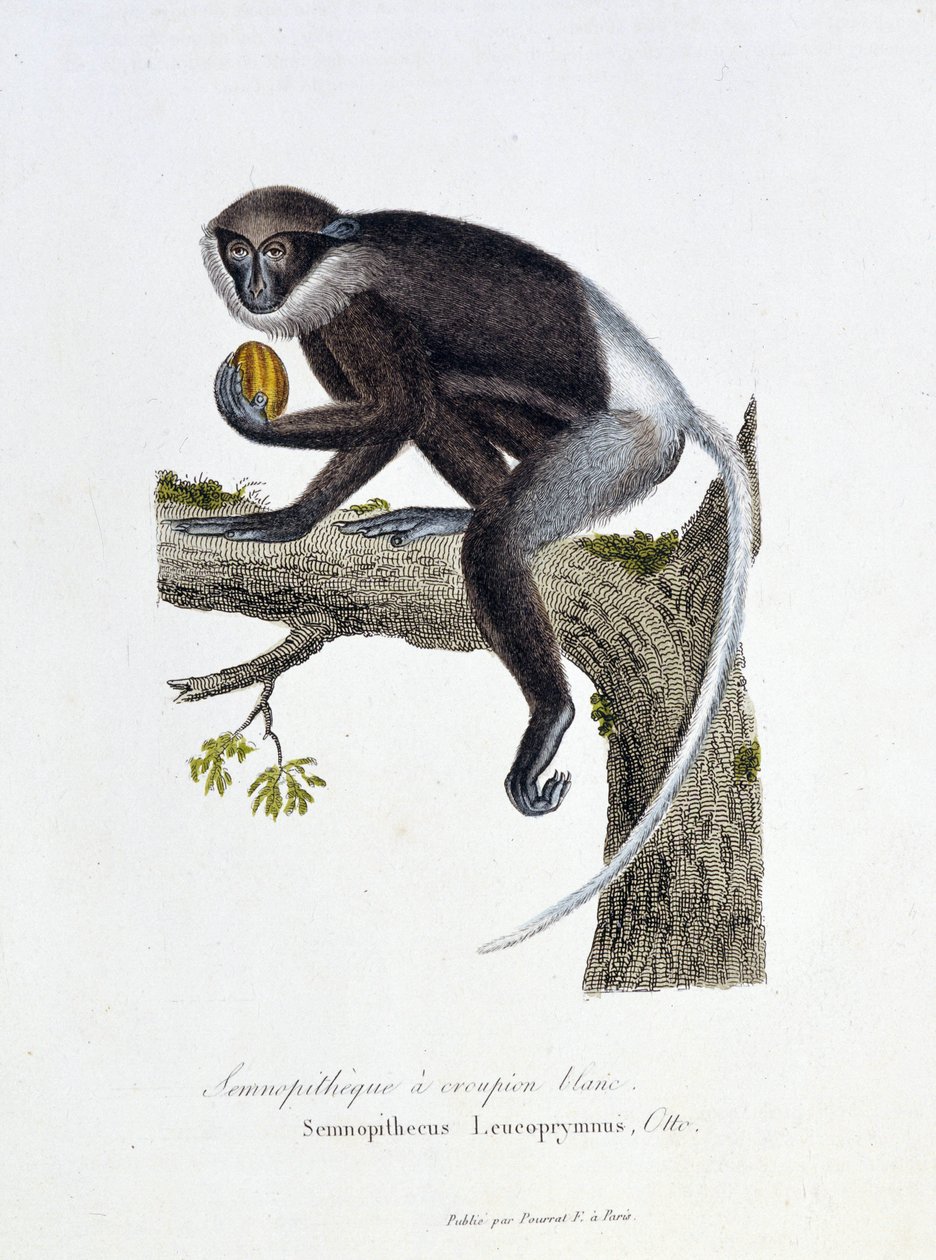 Placa de Historia Natural: Placa zoológica que representa al Semnopiteco de Rabadilla Blanca, Semnopithecus Leucoprymnus, Otto - en “Obras Completas de Buffon” del naturalista Georges Louis Leclerc, Conde de Buffon (1707 - 1788). Grabado de 1837 de Georges Louis Leclerc