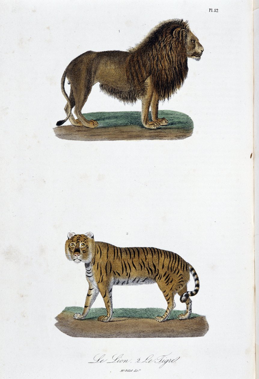 Placa de Historia Natural: Tabla zoológica que representa al león y al tigre - en 