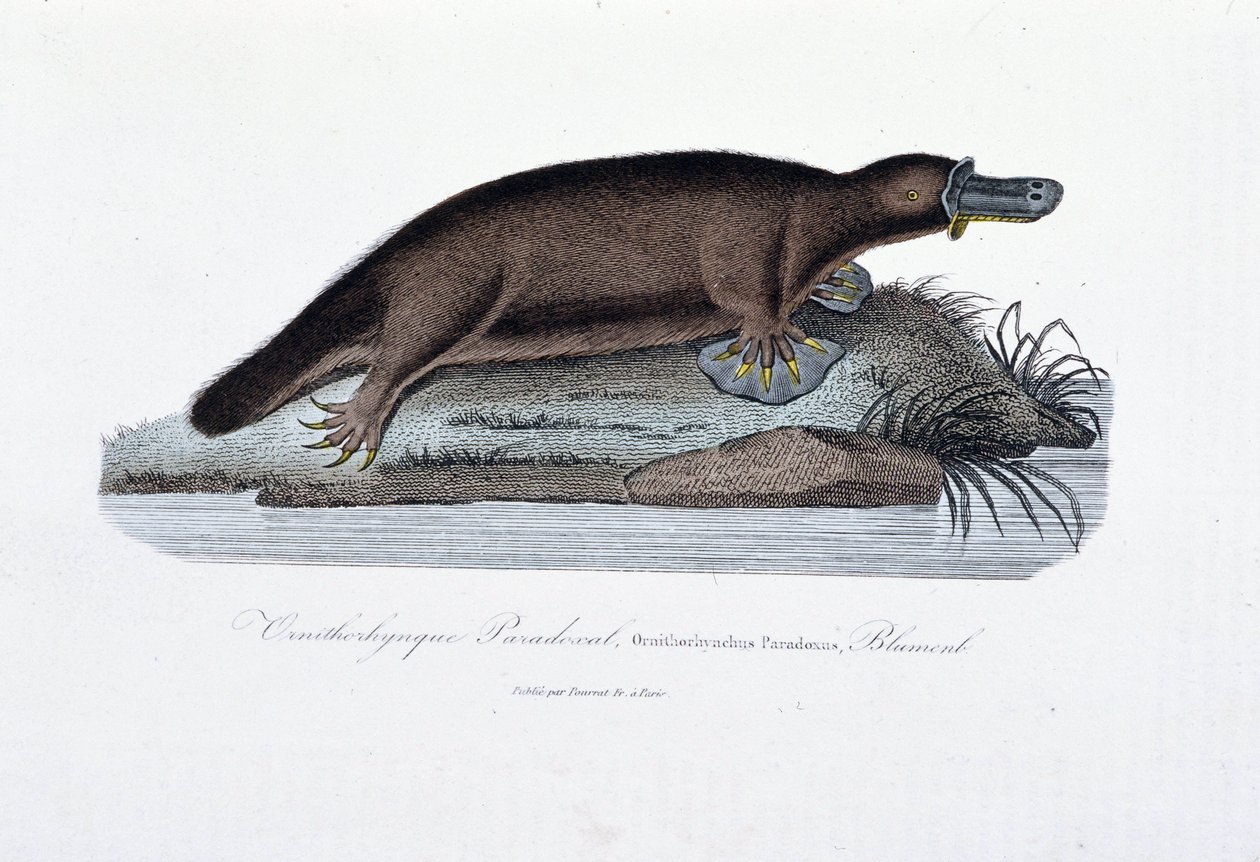 Historia natural: Tabla zoológica representando el ornitorrinco Paradoxal (Ornithorhynchus Paradoxux), Blumenb - en “Obras de Buffon” por el naturalista Georges Louis Leclerc, Conde de Buffon (1707 - 1788). Grabado de 1837. de Georges-Louis Leclerc