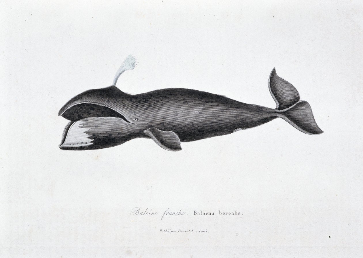Placa de Historia Natural: Tabla zoológica que representa la ballena franca, Balaena borealis - en 