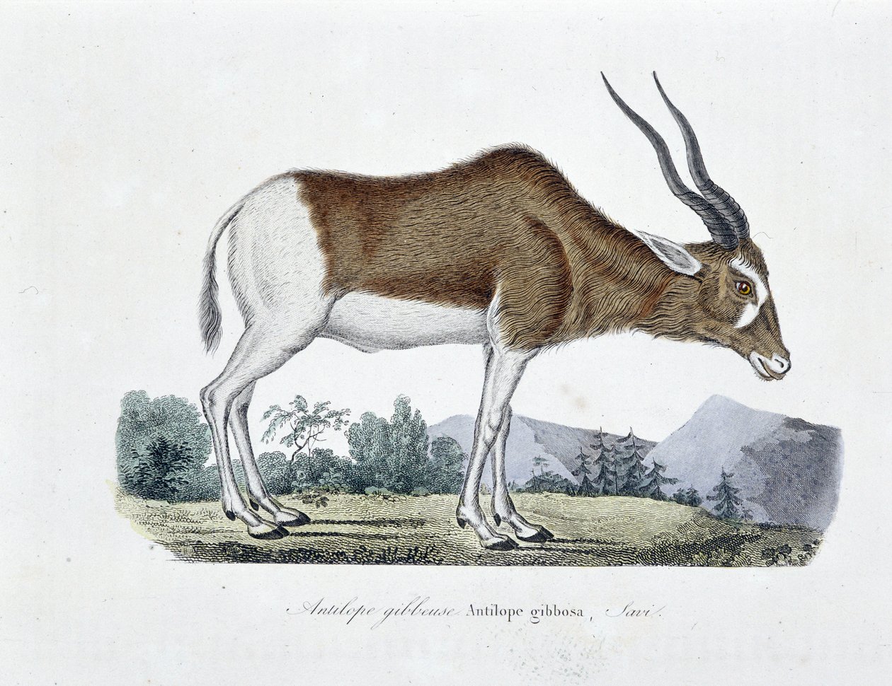 Placa de Historia Natural: Tabla zoológica que representa al Antílope Giboso, Antílope Gibbosa, Savi - en "Obras Completas de Buffon" del naturalista Georges Louis Leclerc, Conde de Buffon (1707 - 1788). Grabado de 1837. de Georges Louis Leclerc