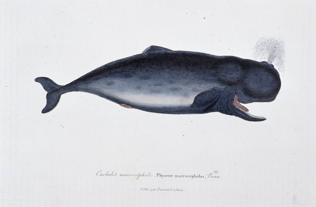 Placa de Historia Natural: Carta zoológica que representa al cachalote macrocefálico, Physeter macrocephalus, Bonn - en "Obras de Buffon" del naturalista Georges Louis Leclerc, Conde de Buffon (1707 - 1788). Grabado de 1837. de Georges Louis Leclerc