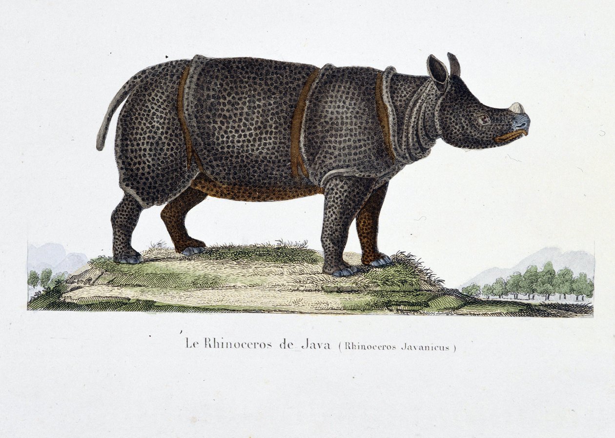 Placa de Historia Natural: Carta zoológica que representa el Rinoceronte de Java (Rhinoceros Javanicus) - en “Obras Completas de Buffon” por el naturalista Georges Louis Leclerc, Conde de Buffon (1707-1788). Grabado de 1837 de Georges Louis Leclerc