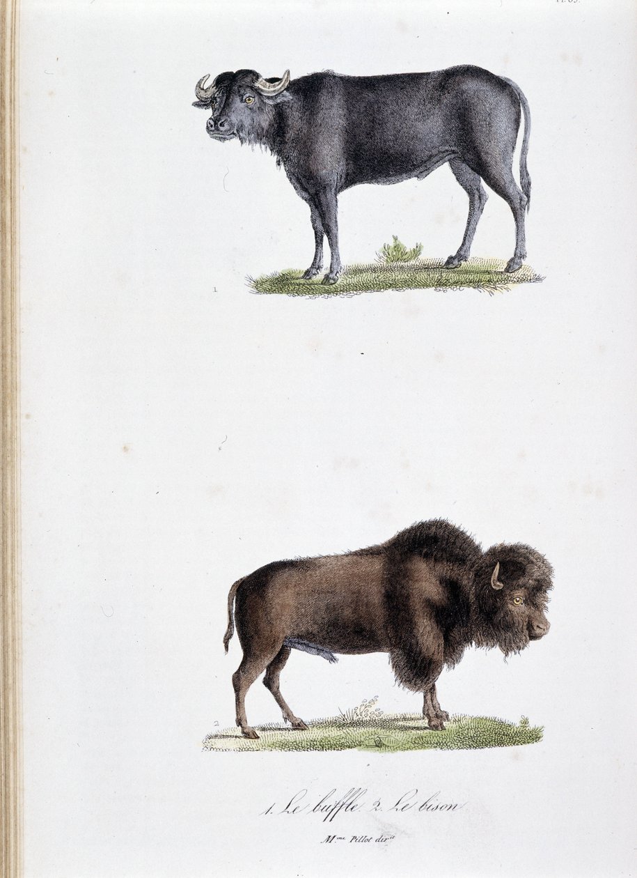 Tabla de historia natural: Tabla zoológica que representa 1. El Búfalo y 2. El Bisonte - en "Obras completas de Buffon" por el naturalista Georges Louis Leclerc, Conde de Buffon (1707 - 1788). Grabado de 1837. de Georges Louis Leclerc