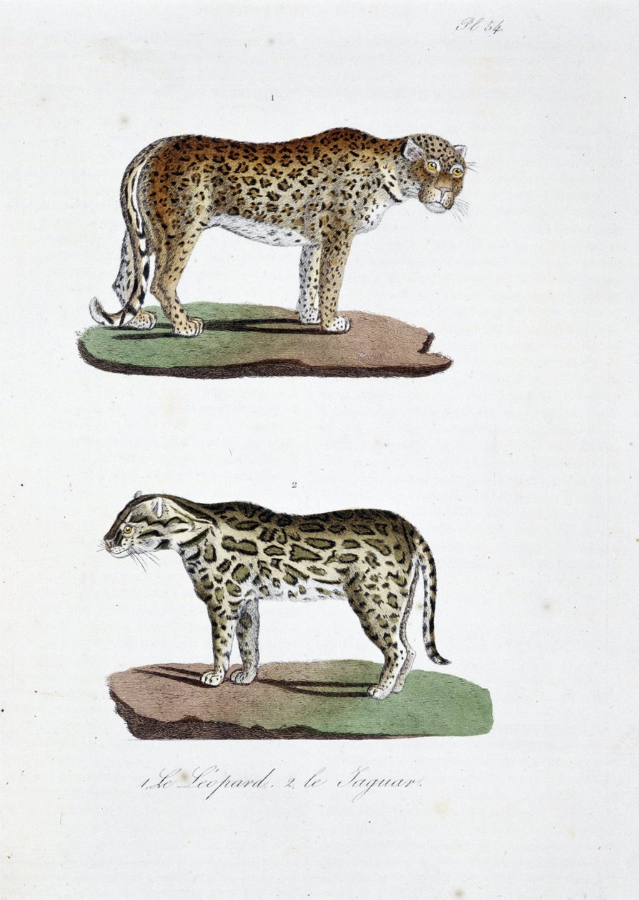 Placa de historia natural: Tabla zoológica que representa 1. El Leopardo y 2. El Jaguar - en "Obras Completas de Buffon" del naturalista Georges Louis Leclerc, Conde de Buffon (1707 - 1788). Grabado de 1837. de Georges Louis Leclerc