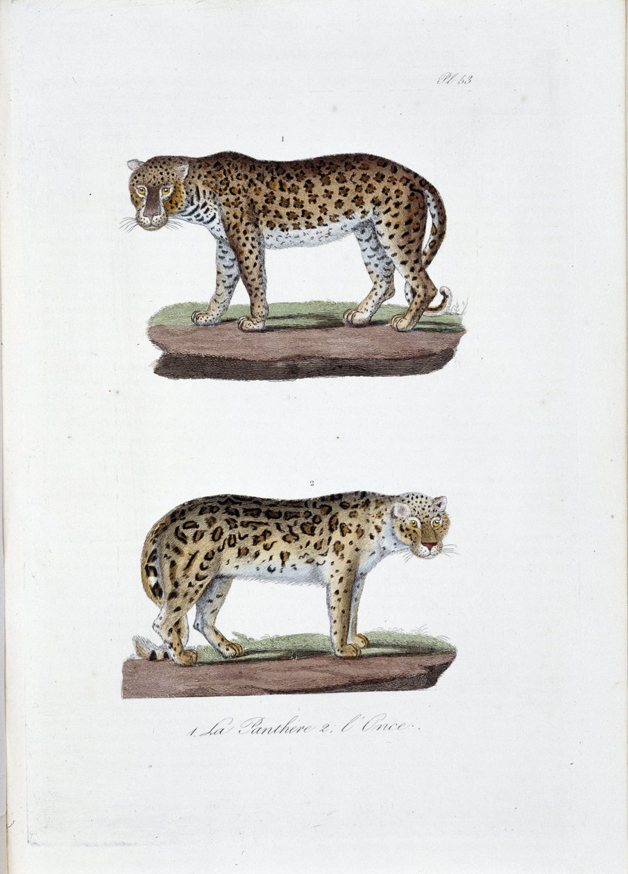 Placa de historia natural: Placa zoológica que representa 1. El Panghere y 2. L