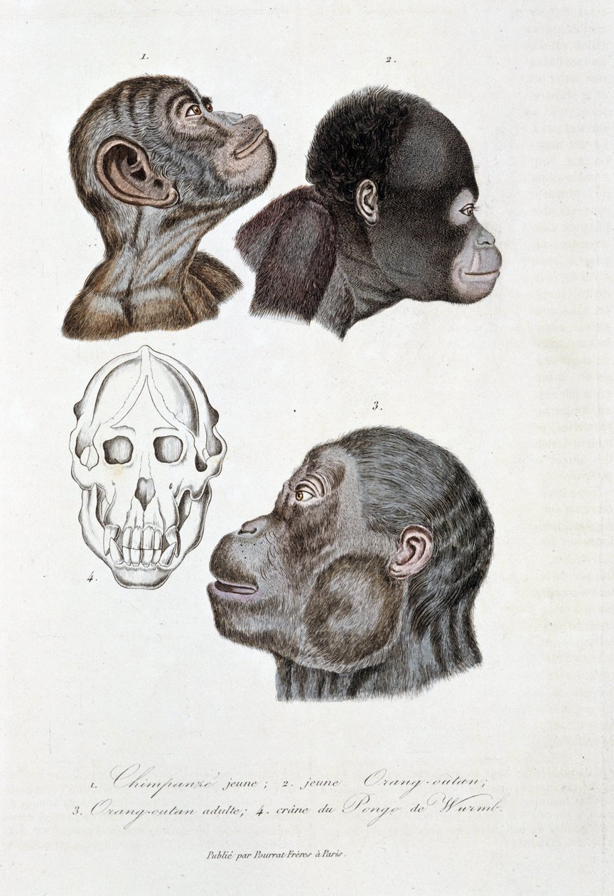 Placa de historia natural: Placa zoológica que representa 1. Joven chimpancé; 2. joven Orangután; 3. Orangután adulto; 4. Cráneo del Pongo de Wurmb - en “Obras Completas de Buffon” del naturalista Georges Louis Leclerc de Georges Louis Leclerc