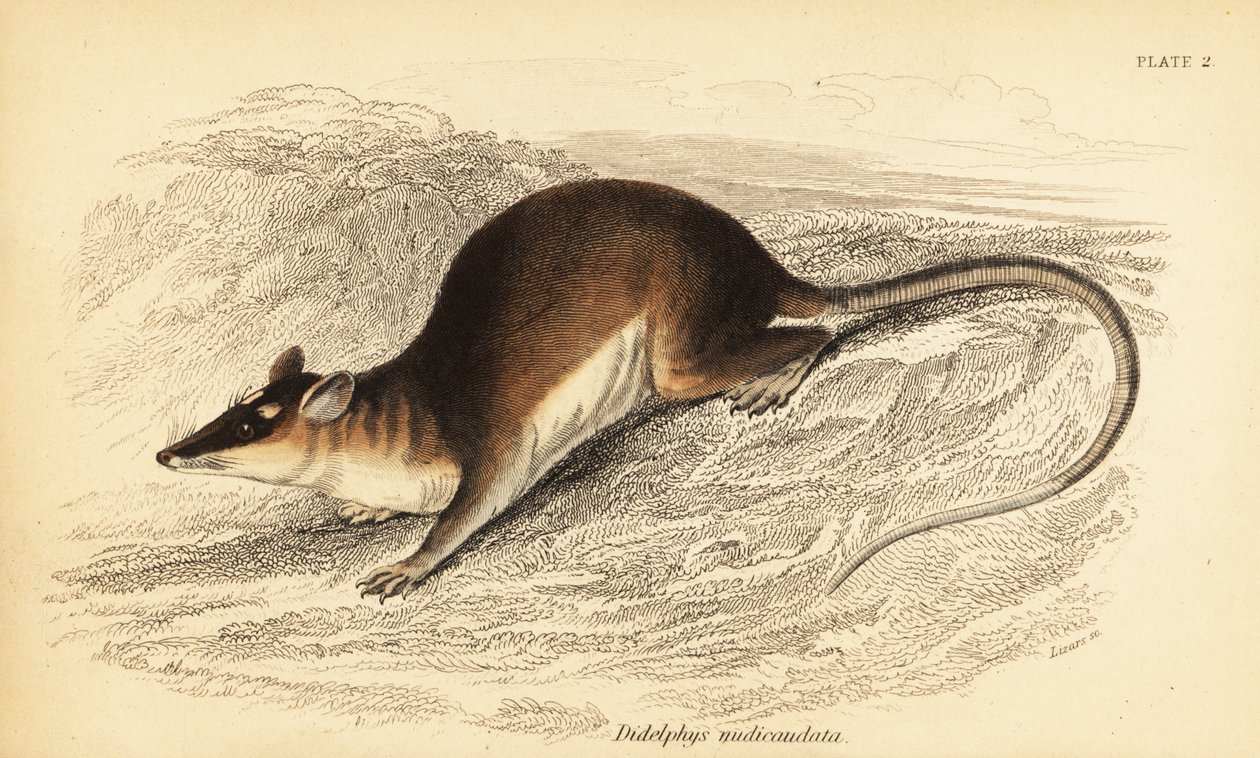 Zarigüeya marrón de cuatro ojos, Metachirus nudicaudatus. ,1841 (grabado) de Georges Robert Waterhouse