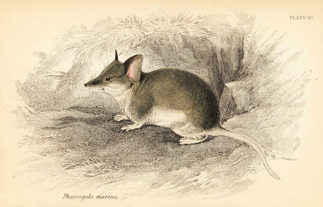 Dunnart común, Sminthopsis murina. ,1841 (grabado) de Georges Robert Waterhouse