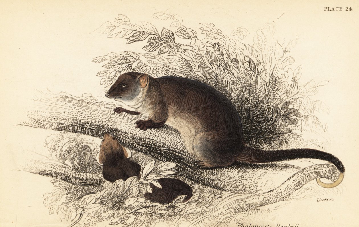 Zarigüeya común, Pseudocheirus peregrinus. ,1841 (grabado) de Georges Robert Waterhouse