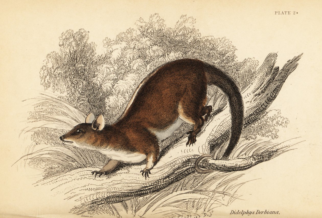Zarigüeya lanuda de Derby, Caluromys derbianus. ,1841 (grabado) de Georges Robert Waterhouse