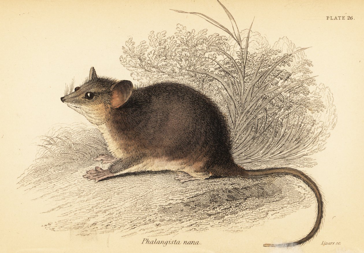 Zarigüeya pigmea oriental, Cercartetus nanus.,1841 (grabado) de Georges Robert Waterhouse