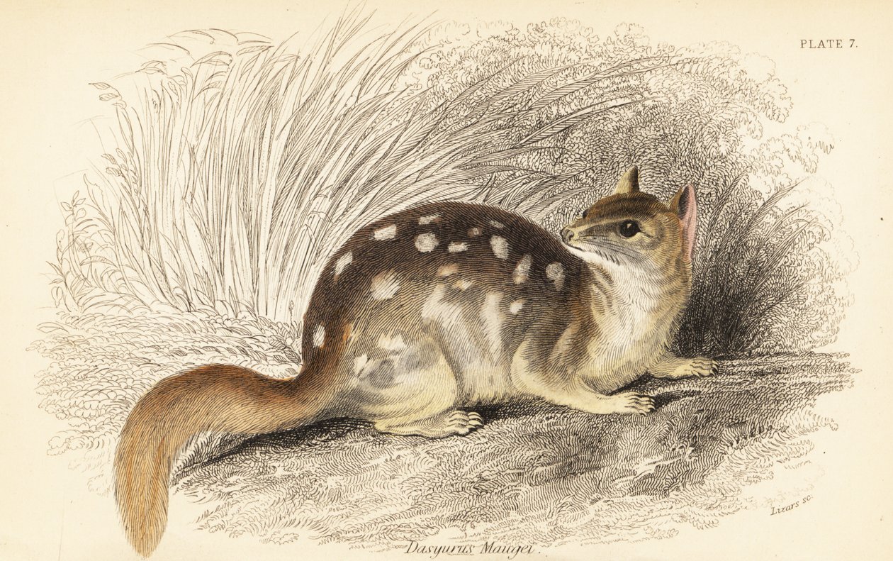 Culebra oriental, Dasyurus viverrinus. En peligro de extinción. ,1841 (grabado) de Georges Robert Waterhouse