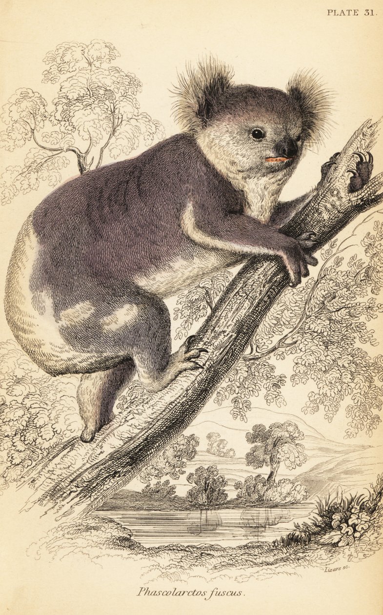 Koala, Phascolarctos cinereus, 1841 (grabado) de Georges Robert Waterhouse