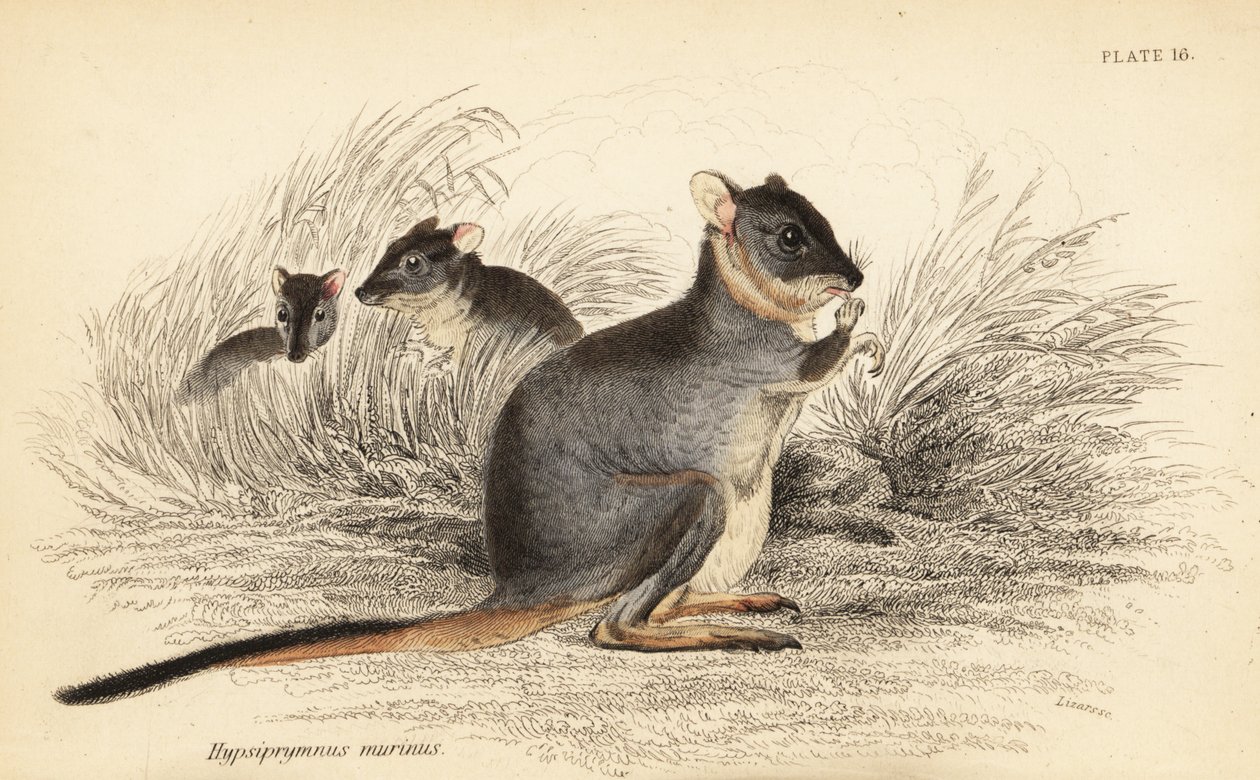 Potoroo de patas largas, Potorous longipes. Vulnerable.,1841 (grabado) de Georges Robert Waterhouse