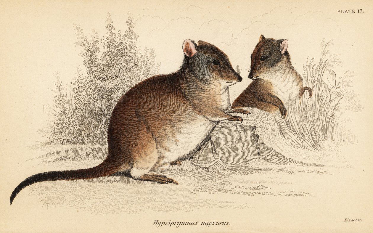 Potoroo de nariz larga, Potorous tridactylus tridactylus.,1841 (grabado) de Georges Robert Waterhouse
