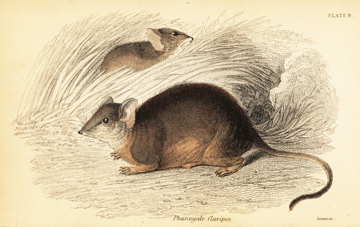 Mardo o antechinus de patas amarillas, Antechinus flavipes. ,1841 (grabado) de Georges Robert Waterhouse