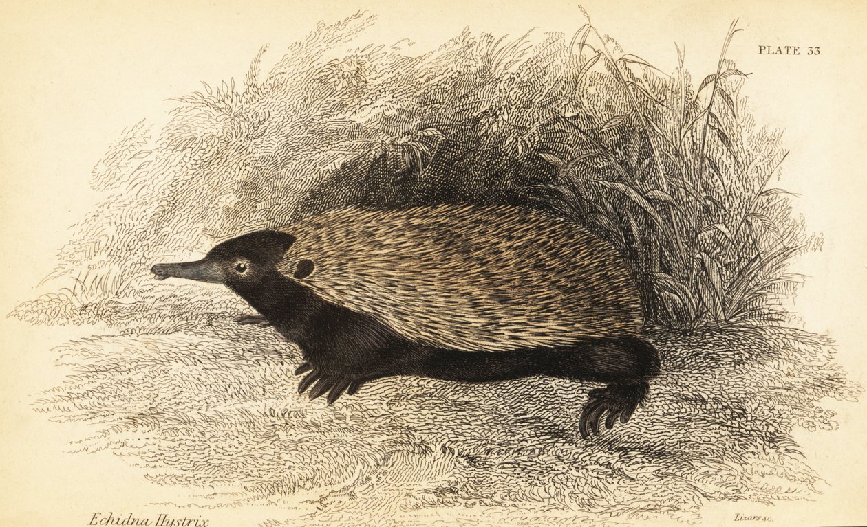 Equidna de pico corto, Tachyglossus aculeatus.,1841 (grabado) de Georges Robert Waterhouse