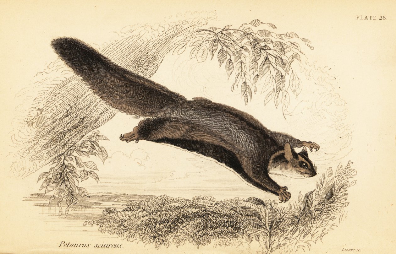 Ardilla planeadora, Petaurus norfolcensis.,1841 (grabado) de Georges Robert Waterhouse