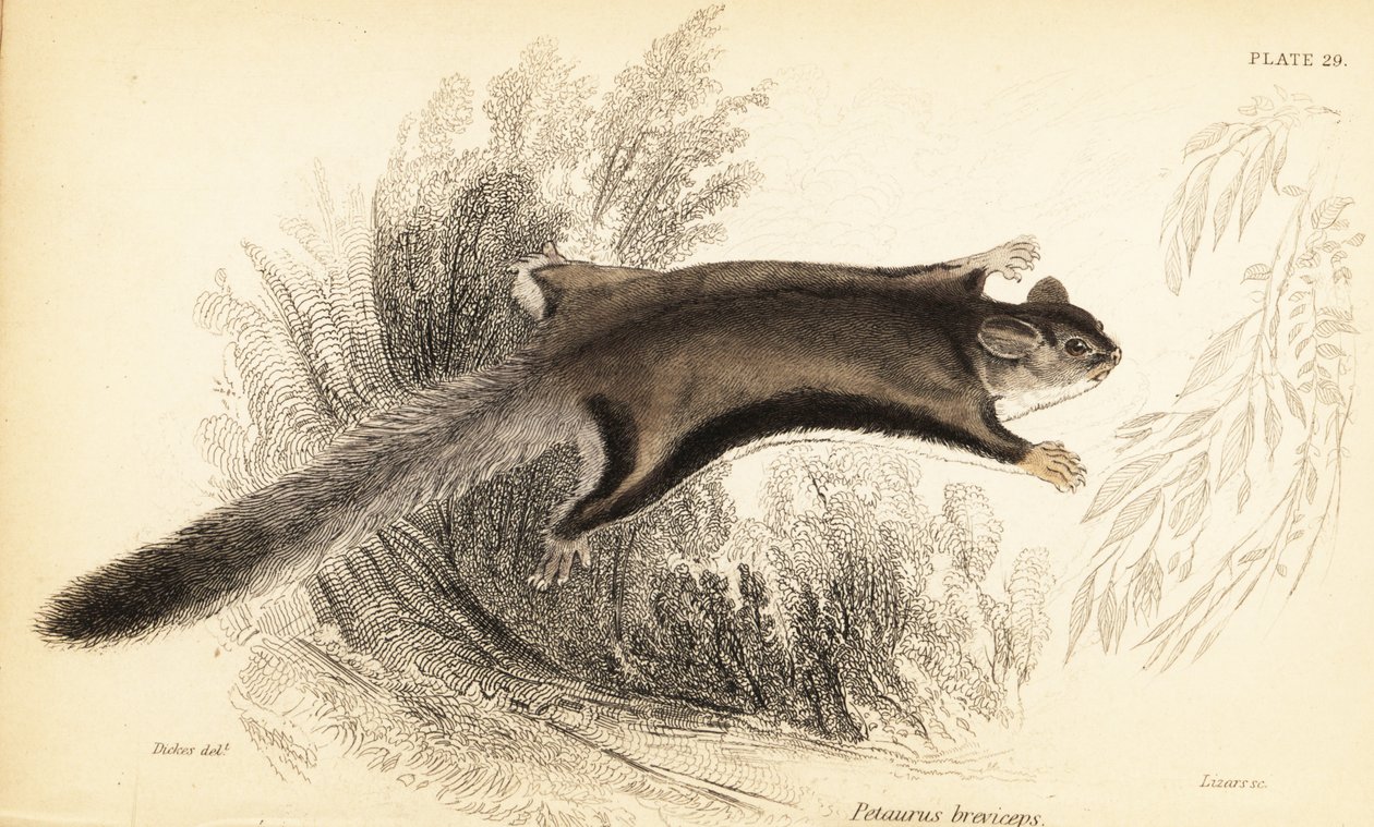 Planeador del azúcar, Petaurus breviceps.,1841 (grabado) de Georges Robert Waterhouse