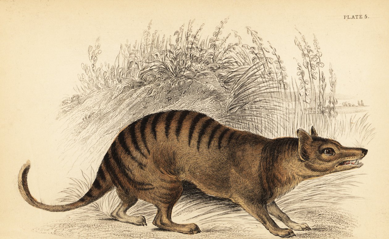Tigre de Tasmania, Thylacinus cynocephalus. Extinto. ,1841 (grabado) de Georges Robert Waterhouse