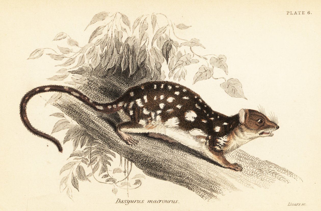 Tigresa, Dasyurus maculatus.,1841 (grabado) de Georges Robert Waterhouse