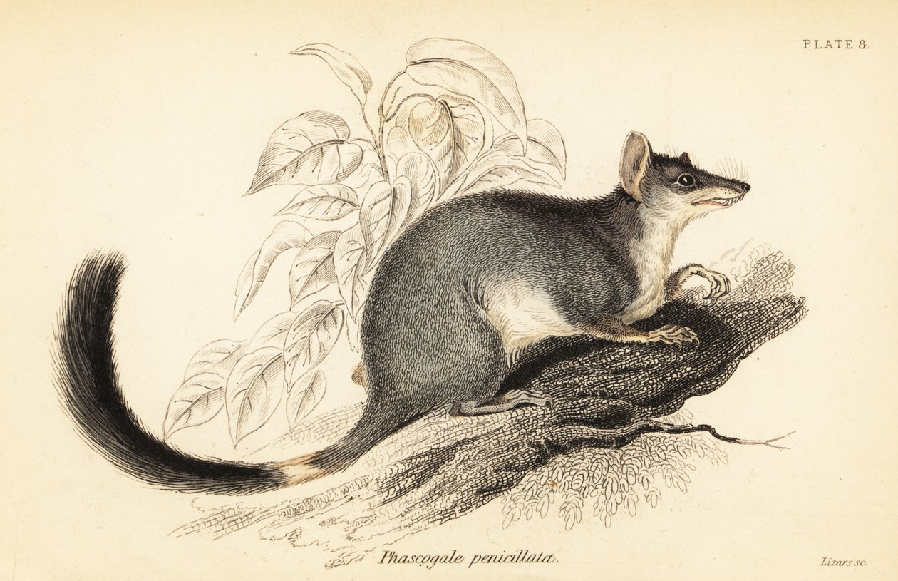 Tuan o wambenger común, Phascogale tapoatafa. ,1841 (grabado) de Georges Robert Waterhouse