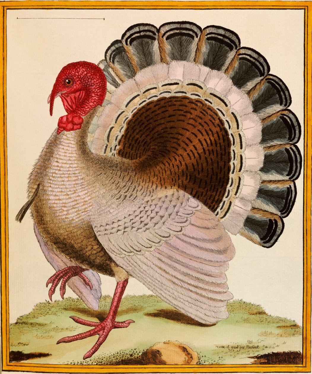 Un pavo, de "Histoire Nouvelles des Oiseaux", 1771-86 de Georges de Buffon