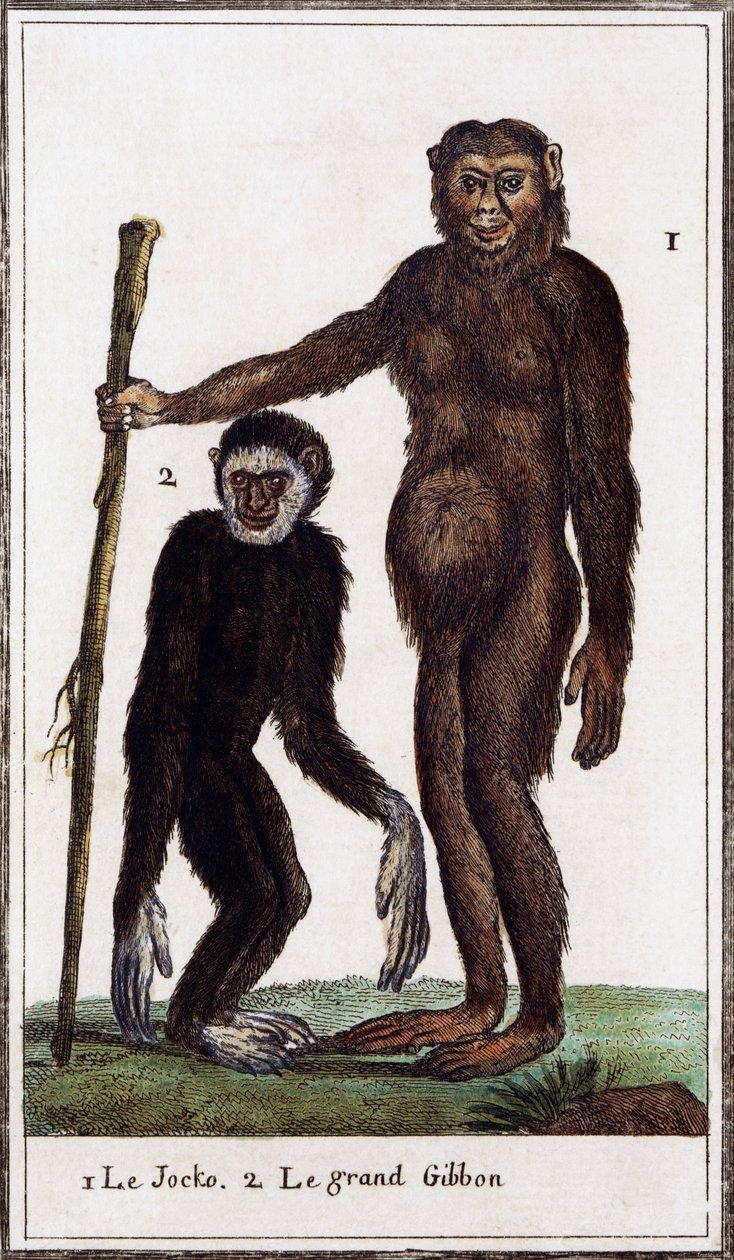 Jocko, chimpancé o gibón, ilustración de Histoire naturelle, de Georges-Louis Leclerc Conde de Buffon (1707-1788), grabado en acuarela. de Georges de Buffon