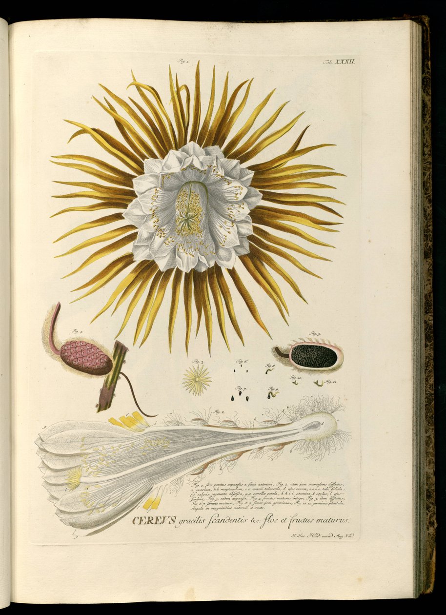 Selenicereus grandiflorus de Georg Dionysius Ehret