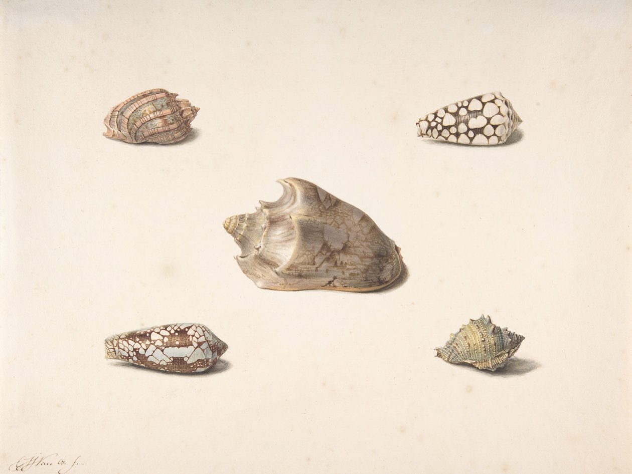 Cinco conchas de Georgius Jacobus Johannes van Os