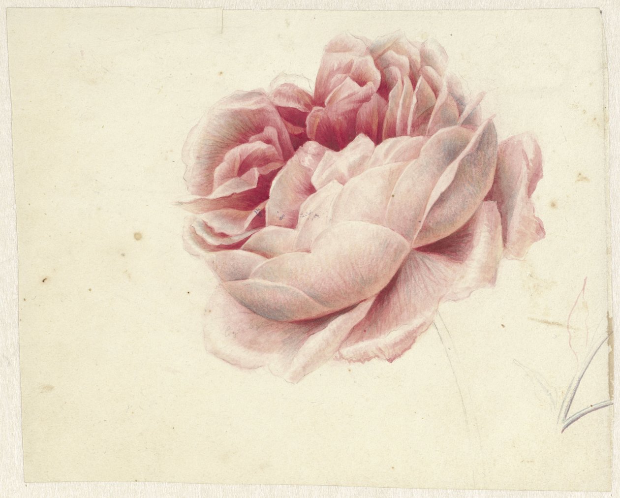 Rosa Roja de Georgius Jacobus Johannes van Os