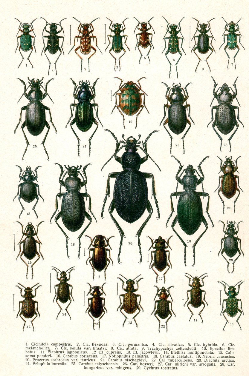 Impresión Antigua de Variedades de Escarabajos Europeos, c.1910 de Georgiy Jacobson